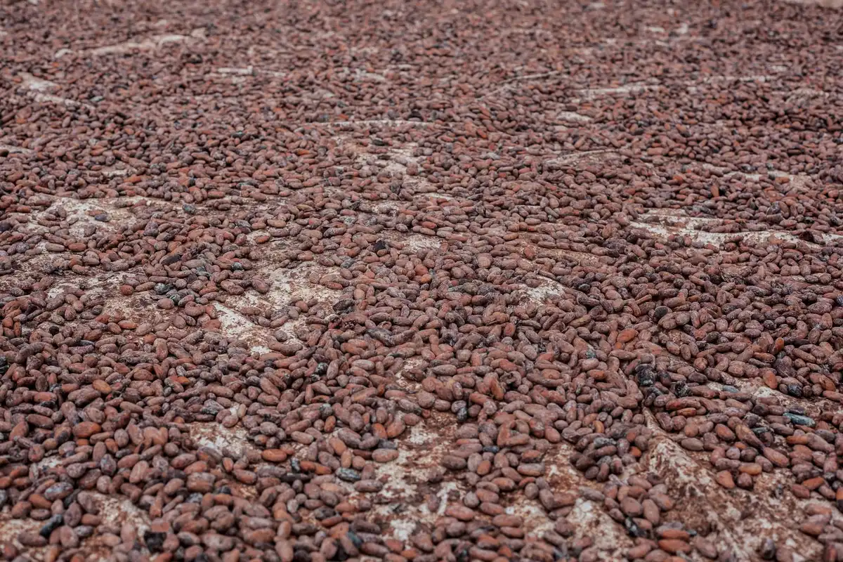 Plantations de cacao en Afrique de l'Ouest